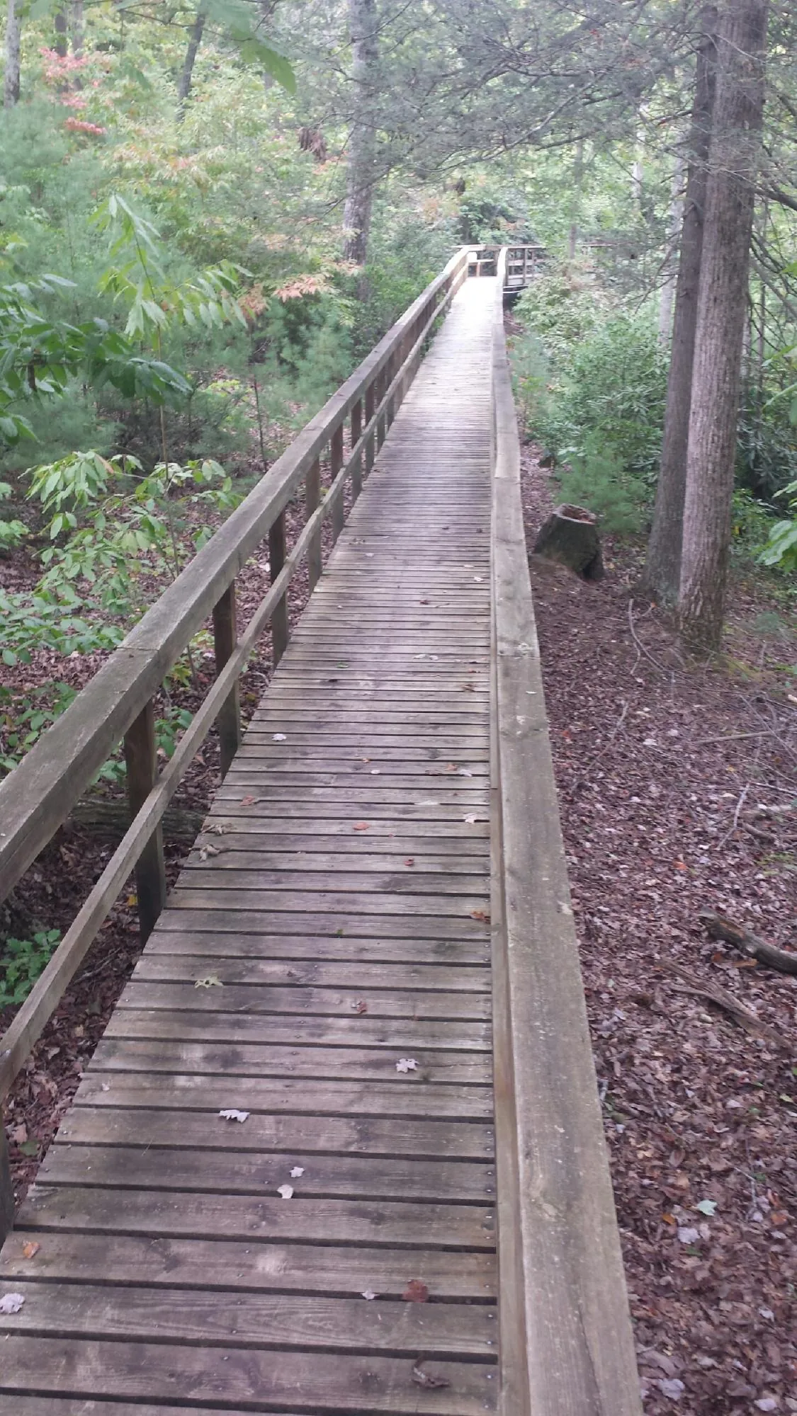 Long wood walkway with handrails built through the woods in Mad River
